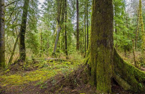 Rainforest Tiny Home Retreat Coastal - Foto 36