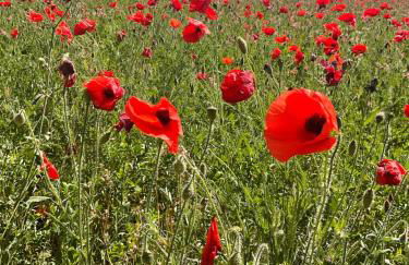 Zofia appartements - Duplex avec terrasse #2 - Foto 32