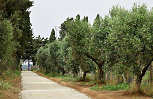 Relax a Baratti -Populonia PIOMBINO - Foto 37