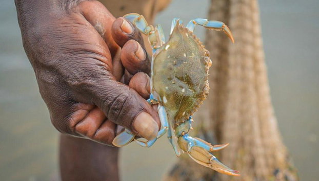 Explora los manglares de La Boquilla - Tour de medio día - Foto 4