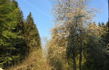 Das Alte Forsthaus Spiegelhütte - Foto 26