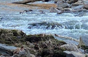 River Rock Villa - Privacy, Pool, River, Luxury - Foto 68