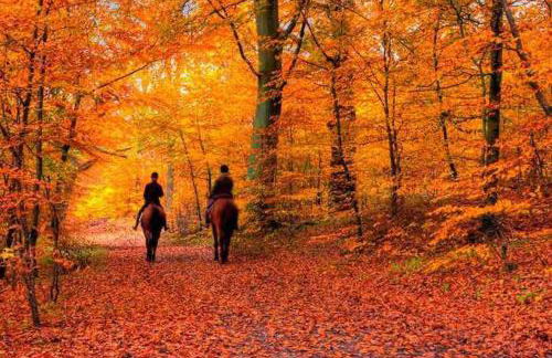 NatureGlow Residence Stylish Contemporary Home - Foto 44