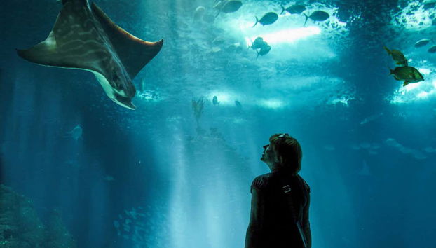 Entrada a SEA LIFE® Melbourne - Foto 2