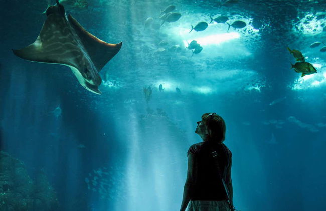 Entrada a SEA LIFE® Melbourne - Foto 2