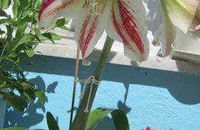 Sandalis Hotel - Foto 55