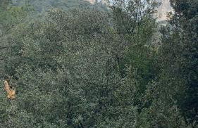 Mazet Le Micocoulier - Foto 35