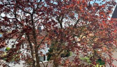 Ferienwohnung Seehas am Bodensee - Foto 3