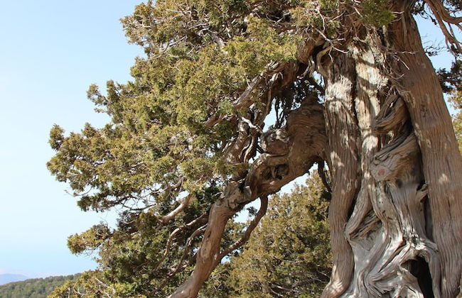 Tzionis Petroktisto Holiday Stonehouse - Photo 39