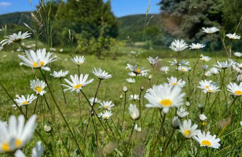 Ferienhaus EifelOne - Panorama - Foto 34