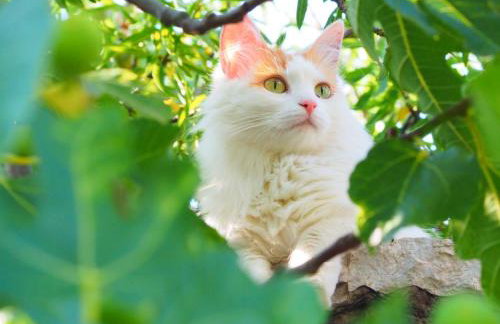 Apartman dida Jakov - Foto 18