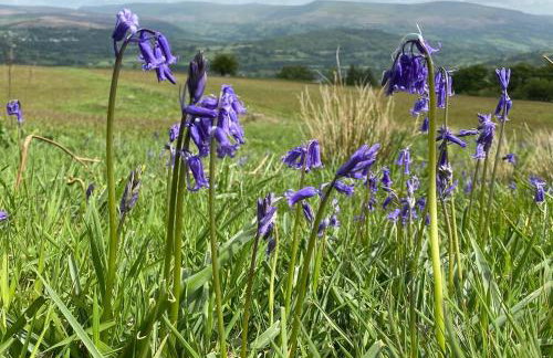 Pant Llwyd Farm - Foto 27