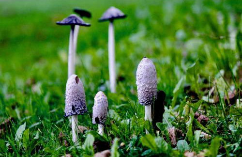 Zuhäusl am Chiemsee Appartements - Foto 10