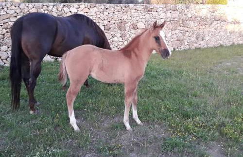 Masseria Sucéa - Foto 39