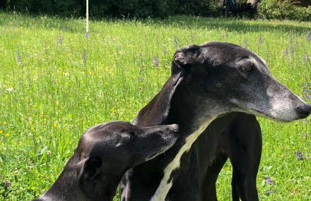 Le Buscagneau - Photo 21