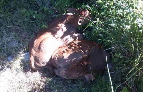 Agriturismo La Guinza - Pool & Relax - Foto 72