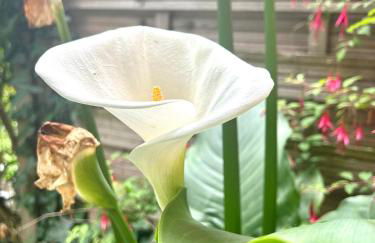 Le petit Apollon - T2 Climatisé - Photo 7