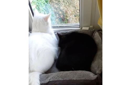 2 Norit Schlosser Comfortable Holiday Residence - Foto 29