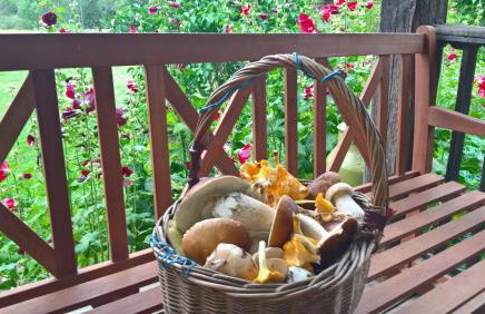 Jabłkowo-na skraju Puszczy Boreckiej ŚNIADANIA W CENIE - Foto 17