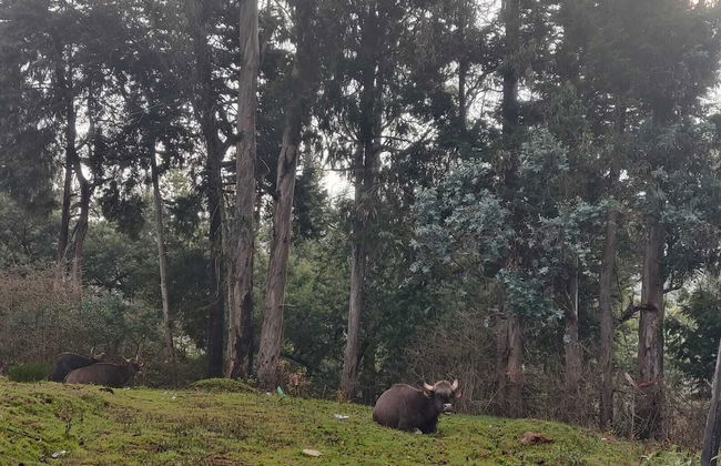 Bon Sejour Ooty Hill View Resort & Hotel - Foto 14