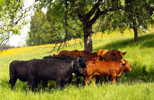 Ferienwohnungen Berger - Foto 8