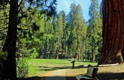 Sequoia Cabin by the River - Photo 50