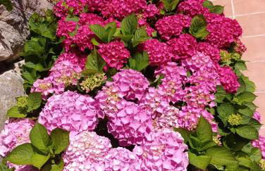 Apartamentos Guadalupe - Foto 15