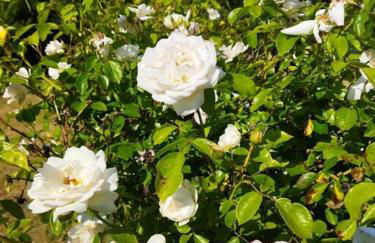 Maison avec jardin Auxerre - Foto 54
