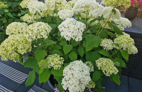 Happy Place Indu Style - Foto 32