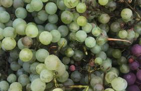 Schlossberg Apartments & Garten in der Natur & unweit vom "Thüringer Meer" - Foto 53