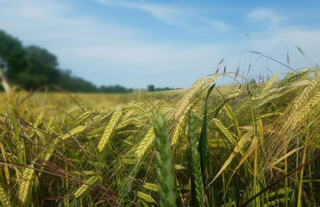 Zonnehof in het Geiseltal - Foto 27