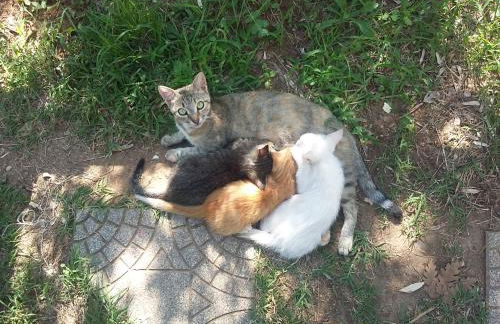 Agriturismo Cisogna - Foto 65