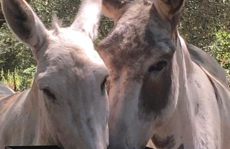 Chalet avec piscine privée dans la forêt - Foto 13