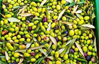 Agriturismo La Marginella - Photo 64