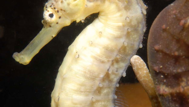 Seahorse