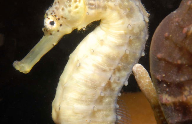 Plongée de nuit à Malapascua - Photo 4