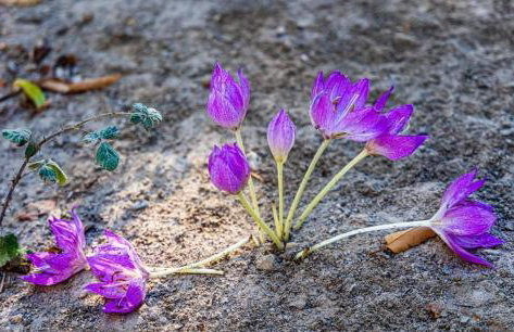 Agiasos House - Foto 15