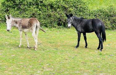 Monte do Lago, Pegões - Foto 68