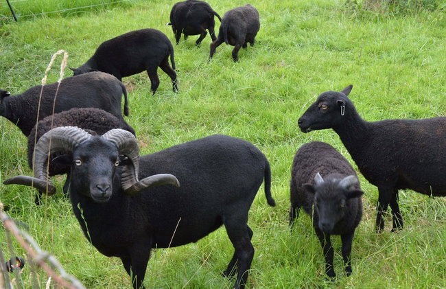 Holiday Home in Holten Near Lake Ijssel - Foto 39