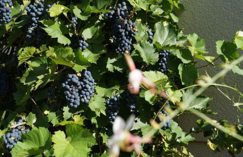 Haus am See - Foto 25