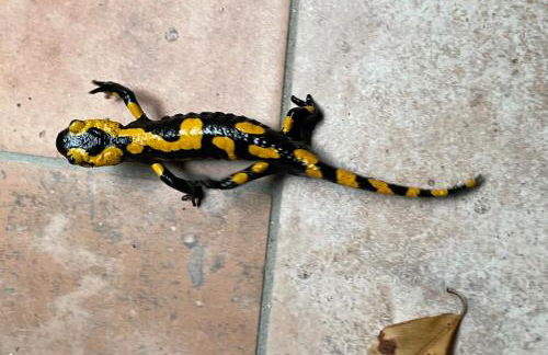 LIETHE 13 - Ferienhaus am Malerweg - Foto 41