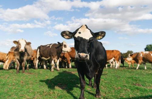 Saxon Meadow by Wigwam Holidays - Photo 29