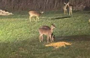 TNT II - Creek Front, Hot Tub, Fire Pit - Foto 26