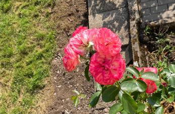 DeNi's Ferienwohnungen - Foto 31