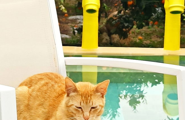 Zagara di Sicilia - Foto 58