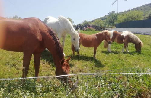 Casinha da Lareira - Quintinha dos Cavalos- Arruda dos Vinhos - Foto 36