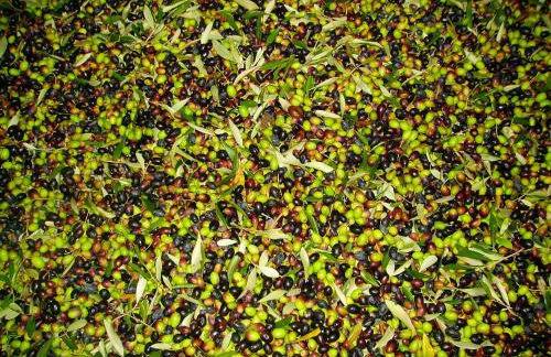 Fattoria Gambaro di Petrognano - Foto 20