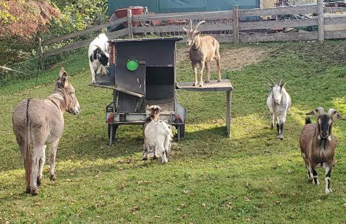 Biohof Dimper - HühnerNest - Foto 16