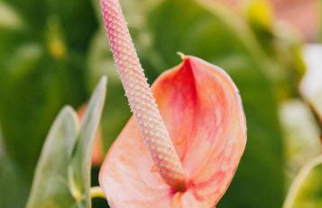 Casa Rural Los Chicos Hermigua - Foto 57