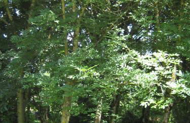 Gîte Le Petit Bois, près de Rocamadour, Padirac - Foto 24